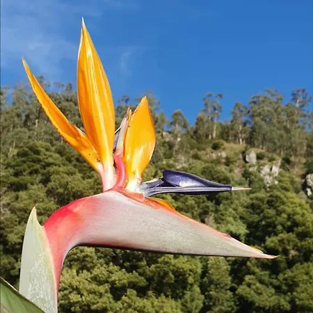 Villa Casa Avos & Netas, Fantastic View, Near The Nature! Arco da Calheta (Madeira)