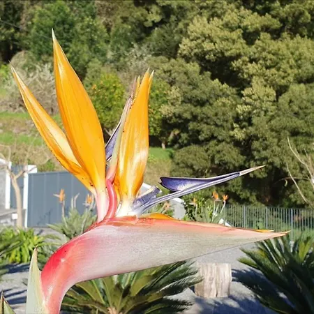 Casa Avos & Netas, Fantastic View, Near The Nature! Arco da Calheta (Madeira)