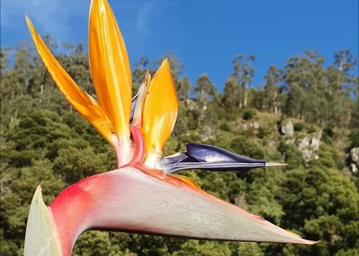 Villa Casa Avos & Netas, Fantastic View, Near The Nature! Arco da Calheta (Madeira)